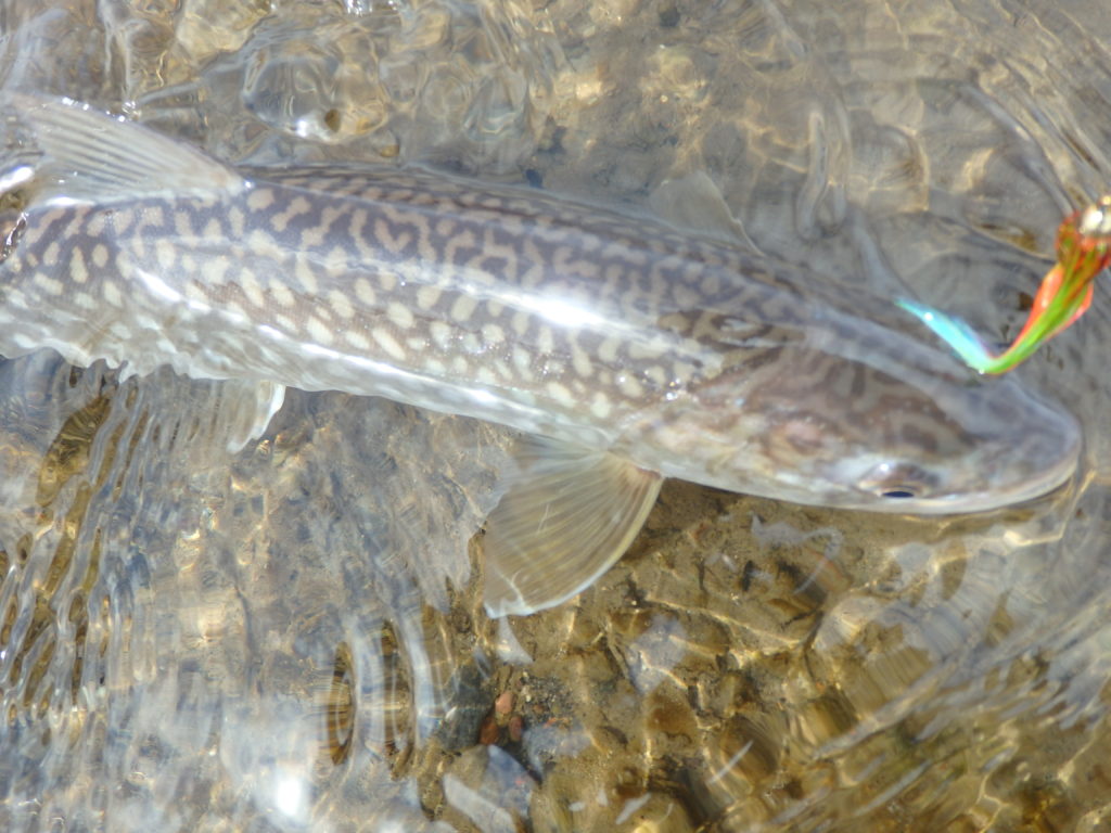 釧路カヌーでアメマス釣り