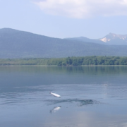 屈斜路湖アメマスのライズ