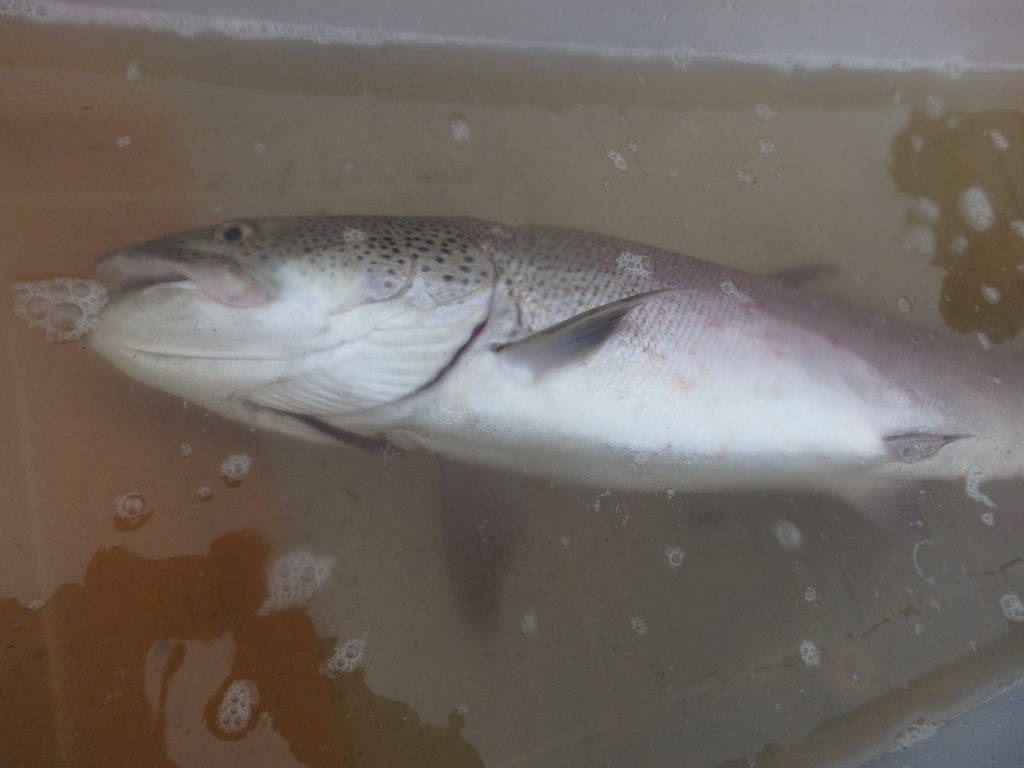 カヌーでイトウ釣り